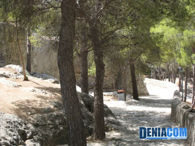 Monumentos e Historia de Dénia 7 Los pinos marcan los caminos internos del Castillo de Dénia