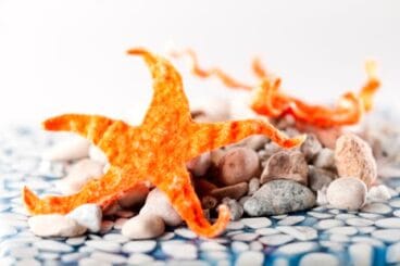 Quique Dacosta Estrella de Mar