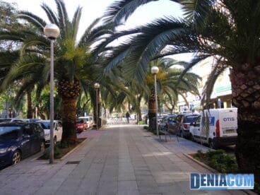 Palmeras del Paseo del Saladar de Dénia