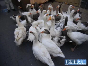 32 Mercado medieval de Dénia