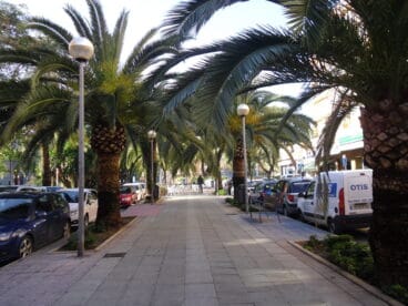 Palmeras del Paseo Saladar