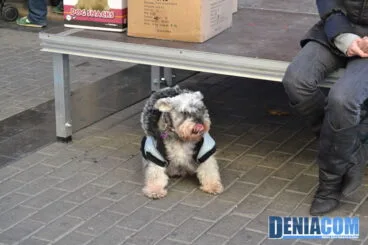 Bendición de animales en Dénia 2013 01