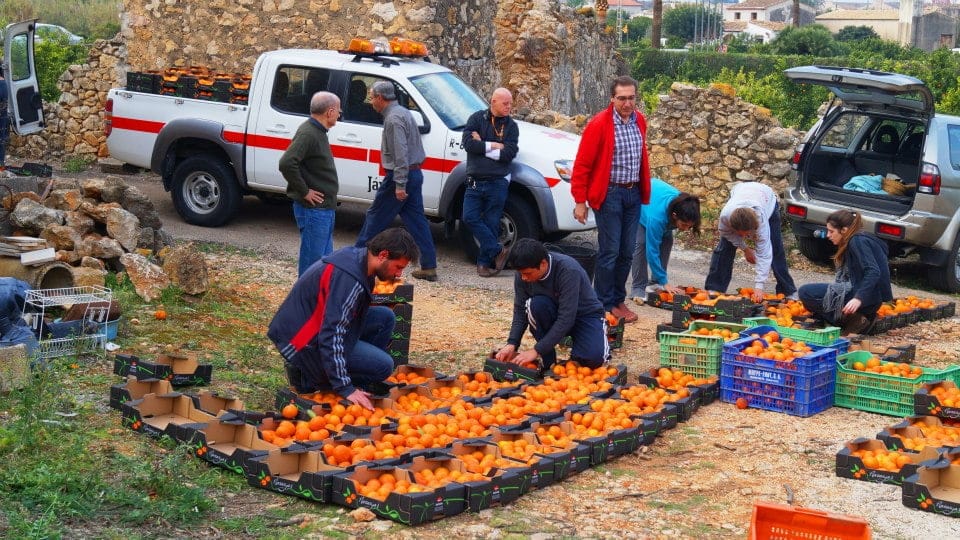 Recogida solidaria de naranjas para Cáritas Dénia Recogida solidaria de naranjas para Cáritas Dénia