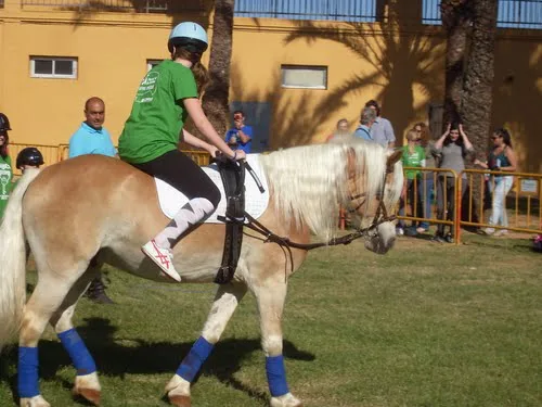 El polideportivo de Dénia vivió un gran ambiente con la clausura de los X Mini Jocs Olímpics 7 Mini Jocs Hipica