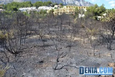 Parcela que ardió en Dénia