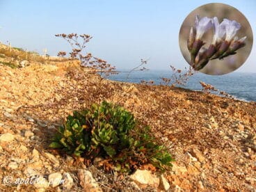Planta de la microreserva de flora de la Zona de Les Rotes de Dénia