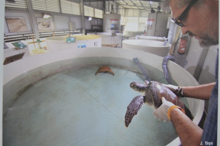 Recuperación de tortugas en la Lonja de Dénia