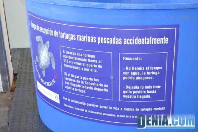 Tanque para tortugas en la Lonja de Dénia