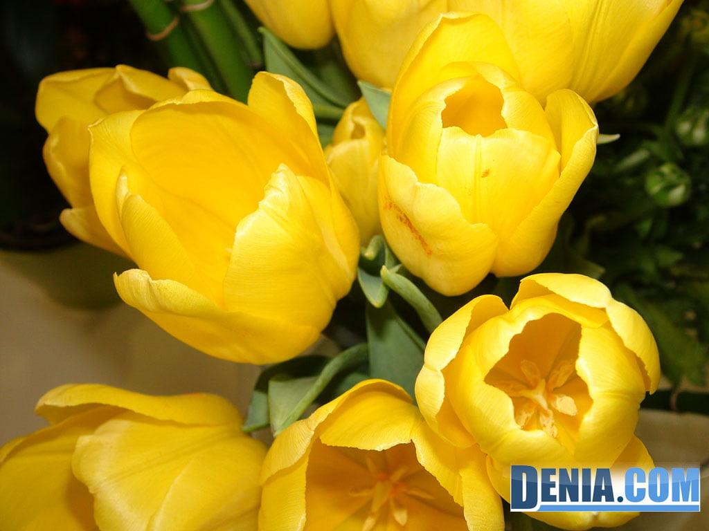 En Orquía, un gran surtido en flores naturales como Tulipanes