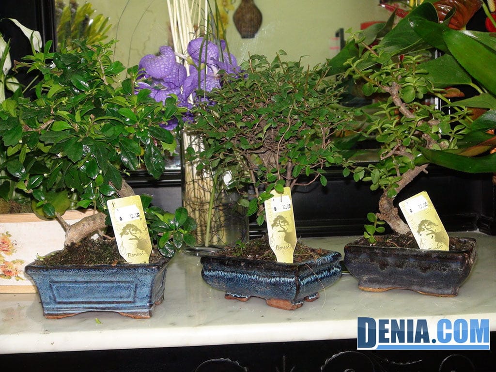 bonsai 80 cm A-BONSAI Moyogi Goyomatsu Big (80cm)  J-