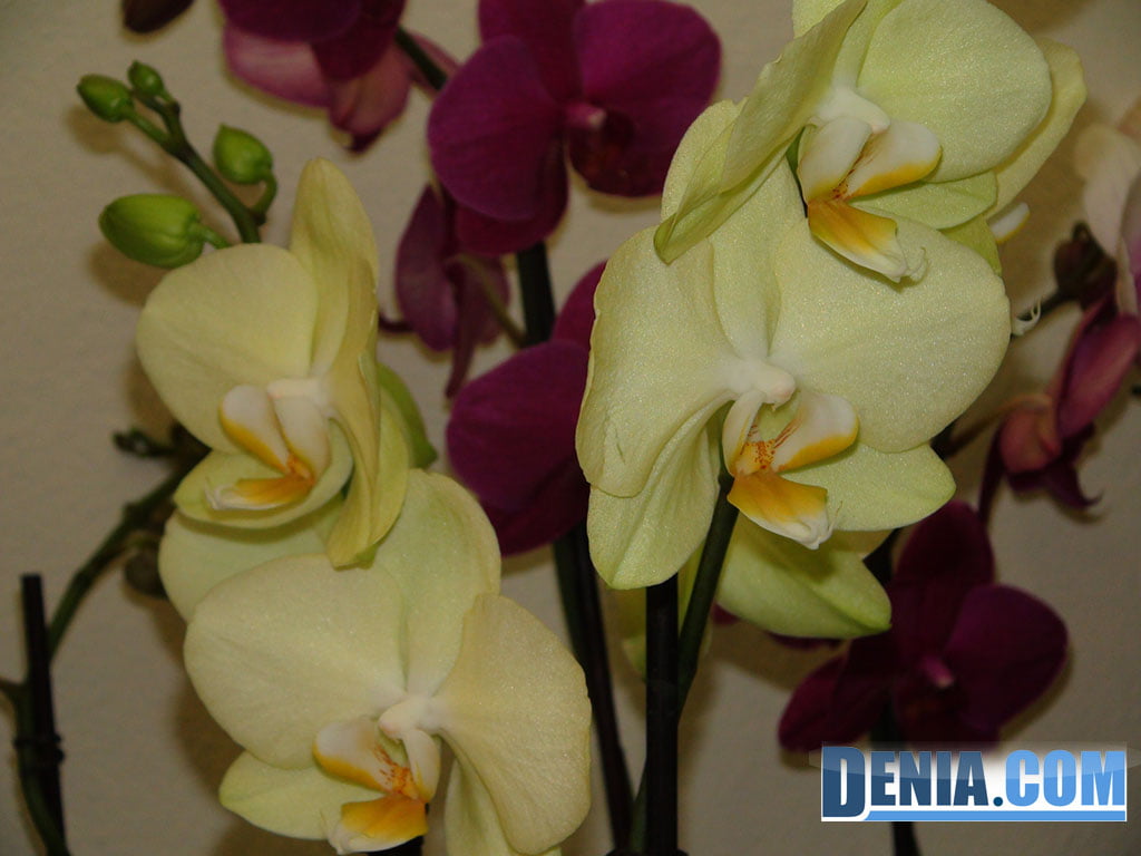 Orquídea, flores de regalo para detalles como Orquídeas