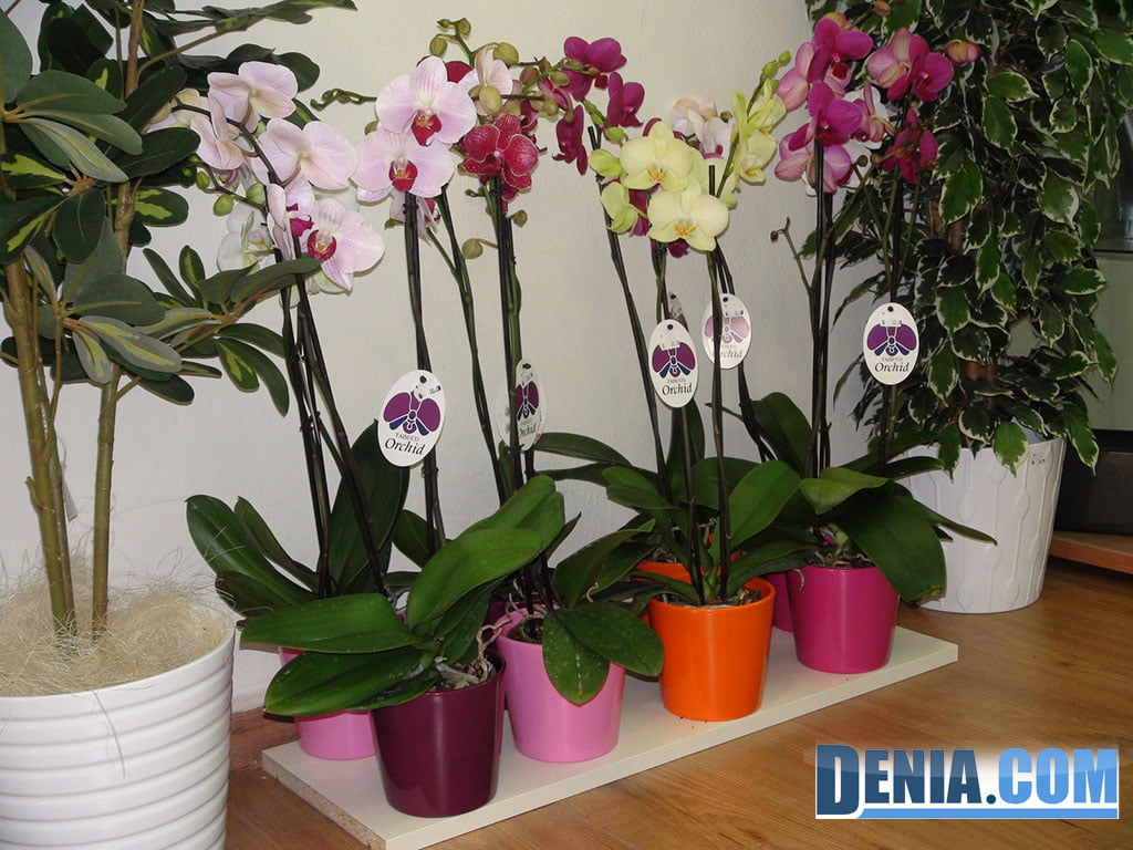 Orquídea, floristeria con amplio surtido en orquídeas de todos los colores.