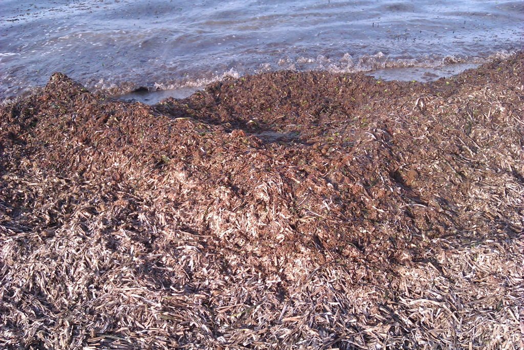 Restos de algas en la playa de Dénia