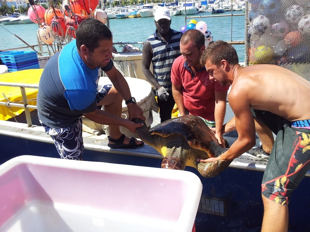 Un ejemplar de tortuga boba de 54 kilos cae accidentalemnte en las redes de un pesquero artesanal dianense