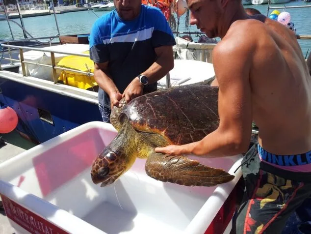 Una embarcación artesanal dianense recupera una tortuga de 54 kilos de peso 4 Una embarcación de pesaca rescata una tortuga en aguas de Dénia