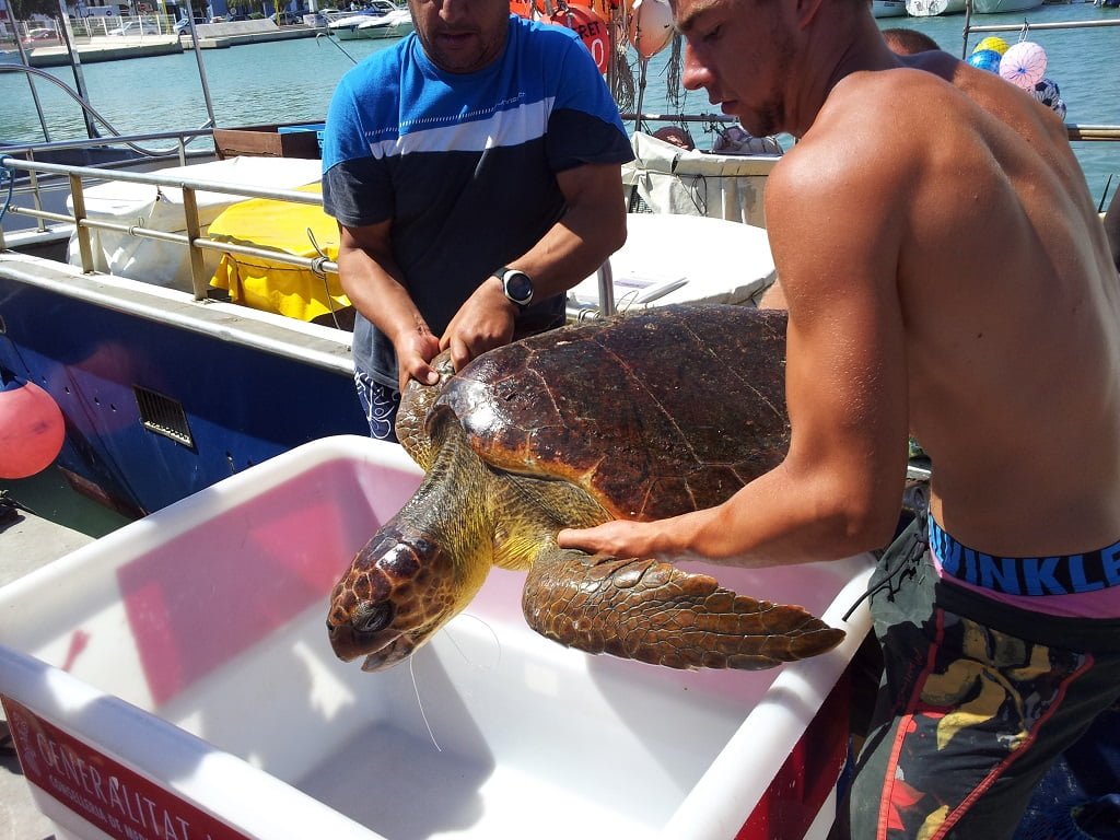 Una embarcación de pesaca rescata una tortuga en aguas de Dénia