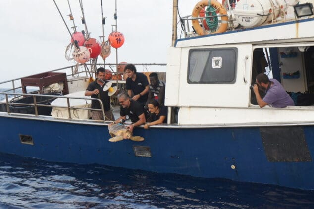 Suelta de una tortuga en Dénia