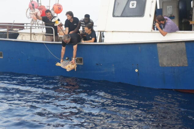 Suelta de una tortuga recuperada en Dénia