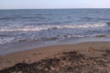 Algas en la costa de Dénia