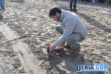 Suelta de tortugas en Dénia
