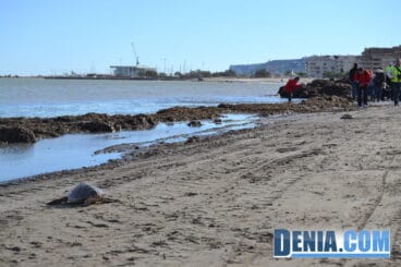 Tortugas camino del mar en Dénia