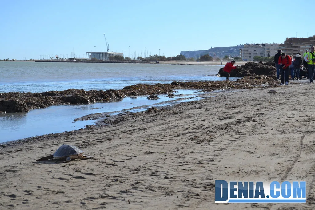 Tortugas camino del mar en Dénia