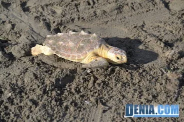 Suelta de tortugas marinas en Dénia