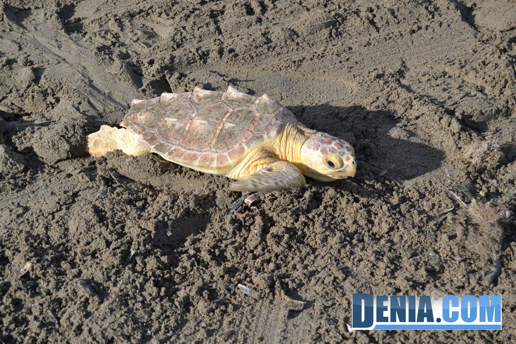 Suelta de tortugas marinas en Dénia