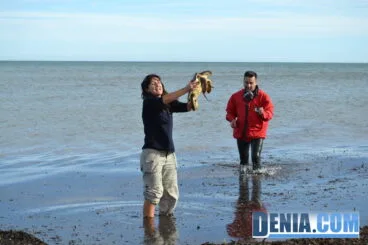 Última tortuga en salir al mar