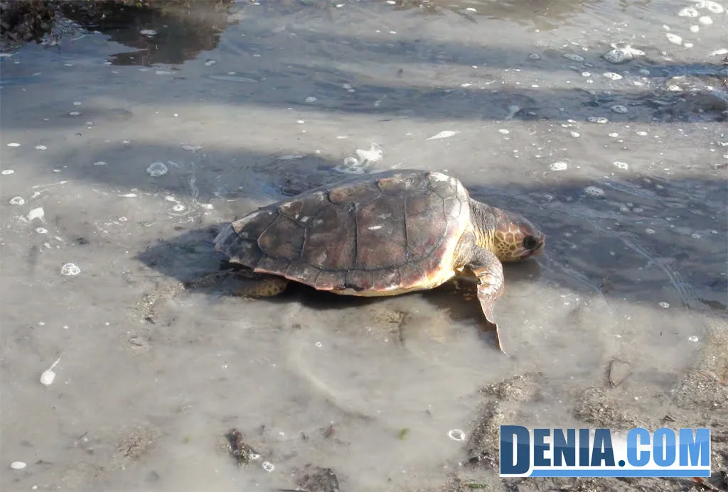 Tortugas volviendo al mar en Dénia