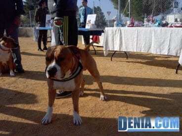 Mascota en la Feria de las Mascotas