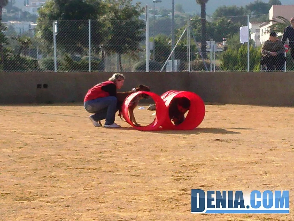 Dueños y mascotas se dan cita en la "Gran Fiesta" del parque canino 2 Olimpiadas Pipican