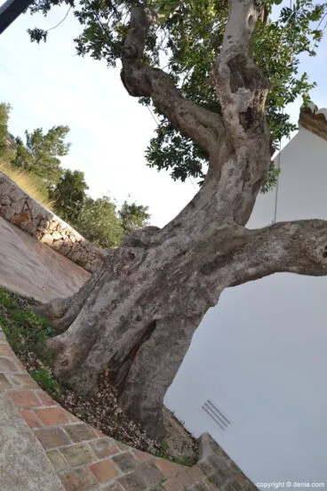 Olivo en la Ermita de San juan