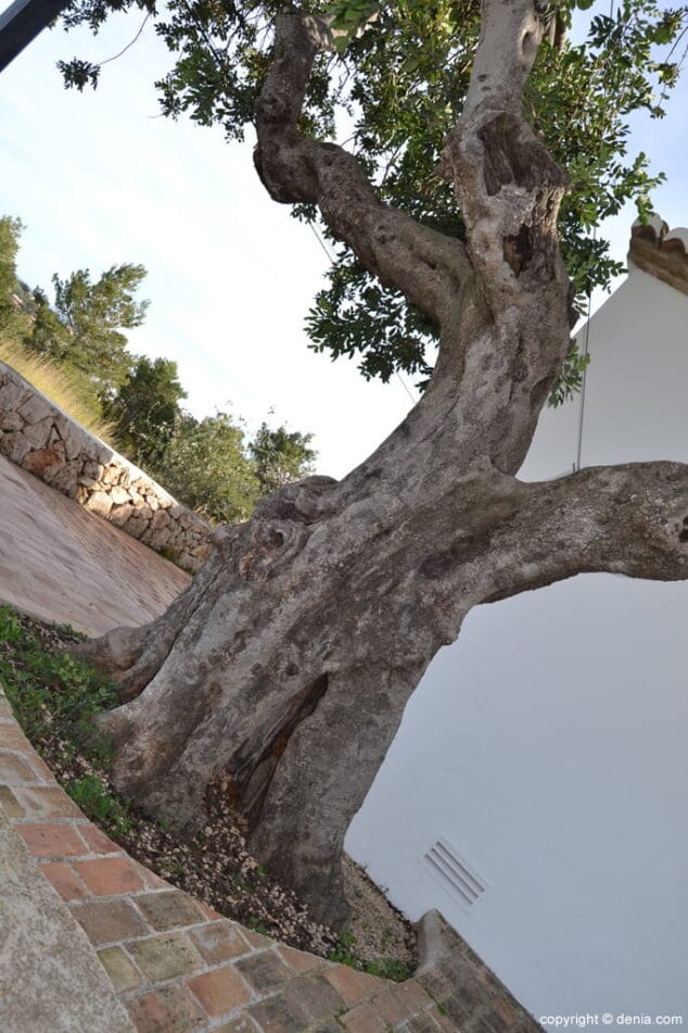Olivo en la Ermita de San juan