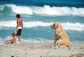 PLaya para perros en Dénia