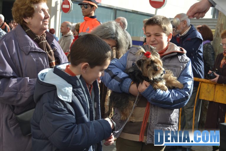 Molts gossos a la benedicció d'animals de Dénia