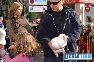 Un pato en la bendición de animales de Dénia