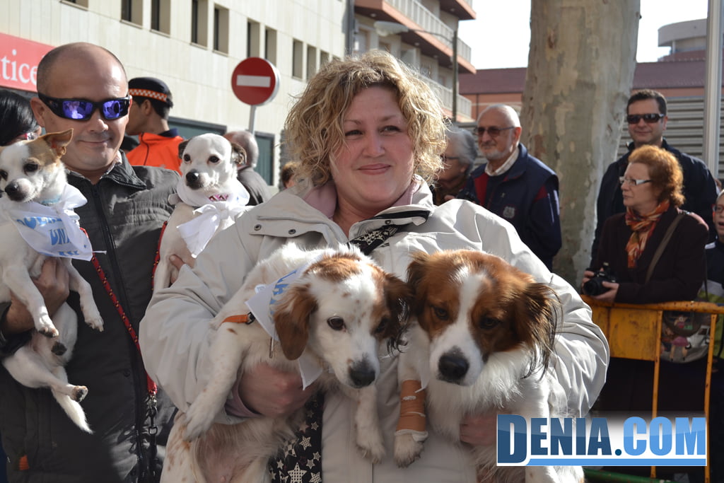 Muchos perros en la bendición de animales de Dénia