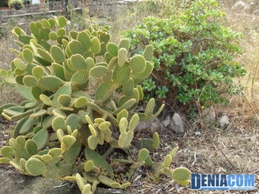 La Ermita del Pare Pere en el Parque Natural del Montgó