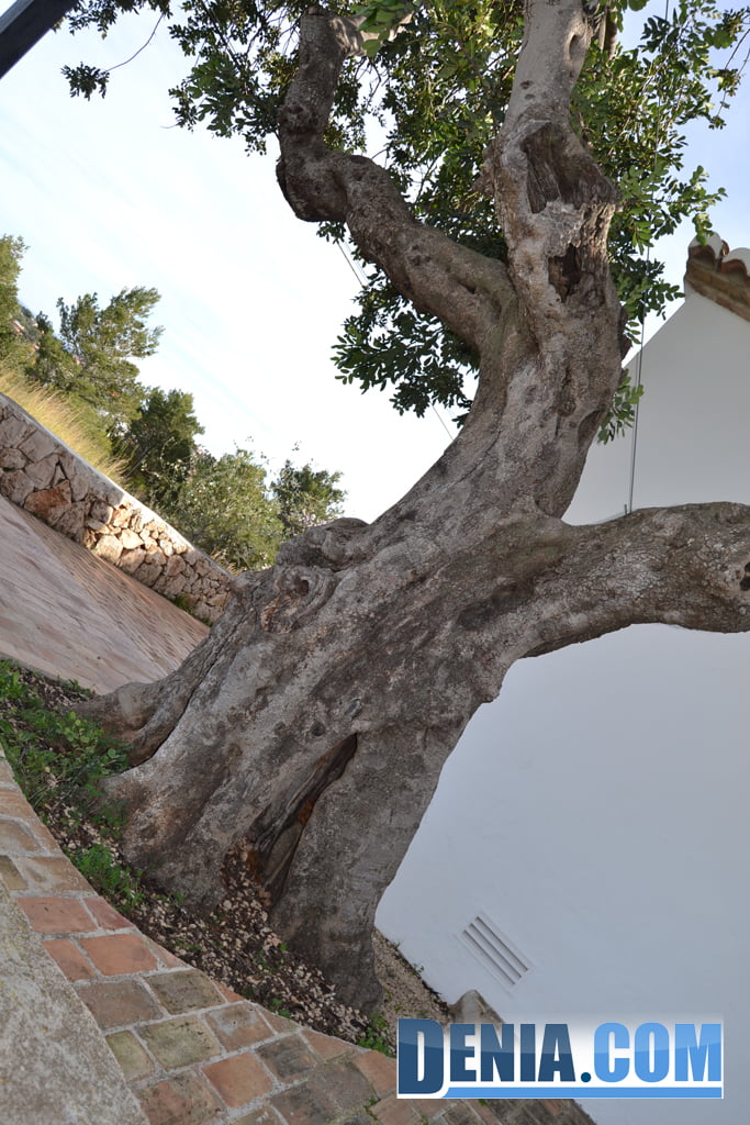 Olivo en la Ermita de San juan