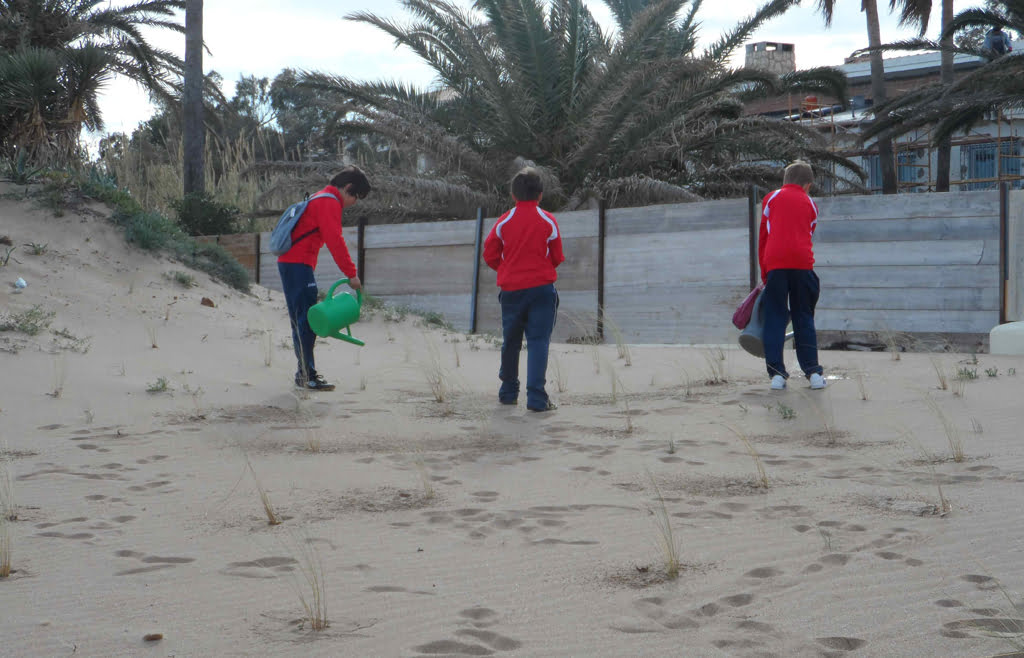 Alumnos de 6 de primaria regeneran dunas