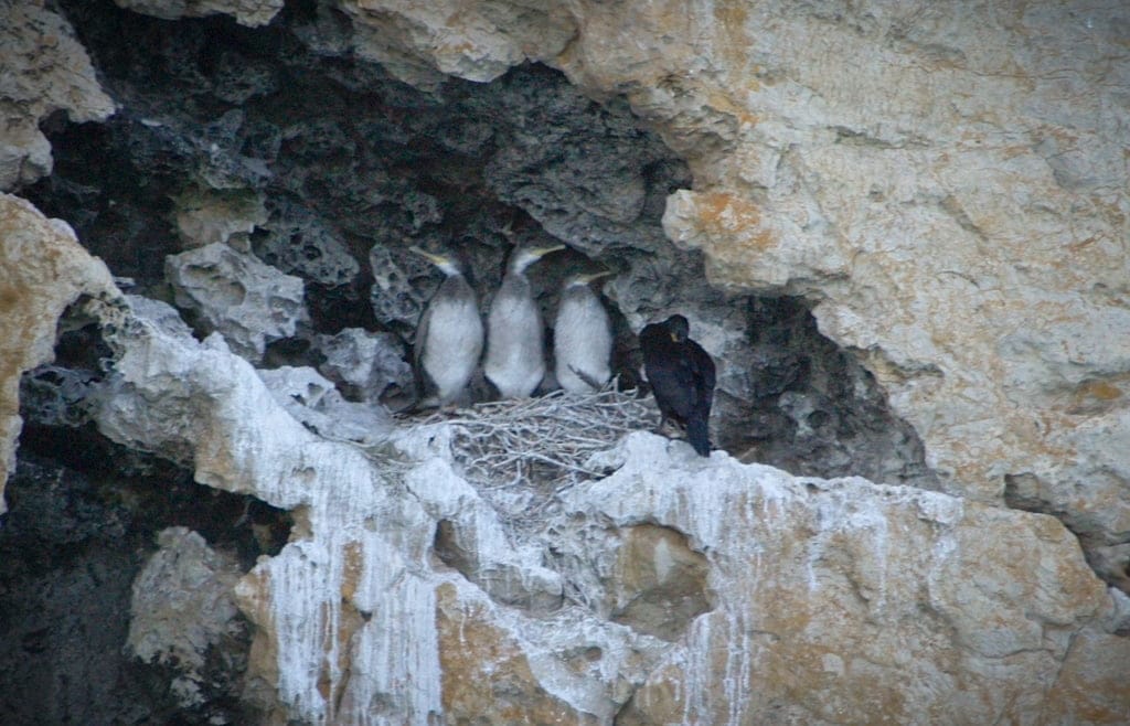 Aves en la costa de Dénia