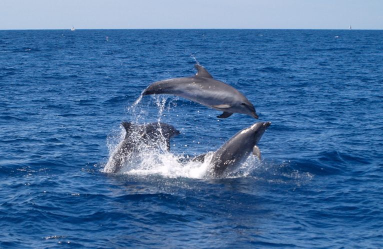 Les dauphins au large de la côte de Dénia
