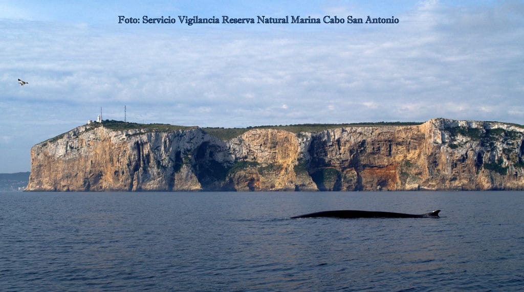 Ballena en la costa de Dénia