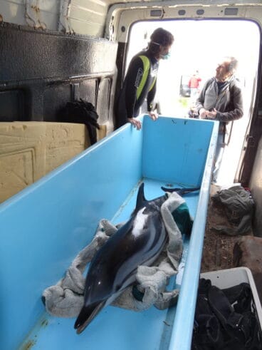 El cuerpo del delfín rescatado en Dénia