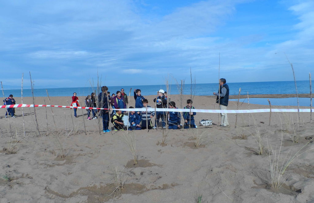 Los escolares regeneran las dunas de las playas de Dénia