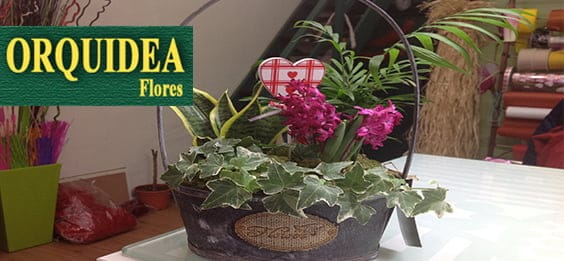 San Valentín Orquidea