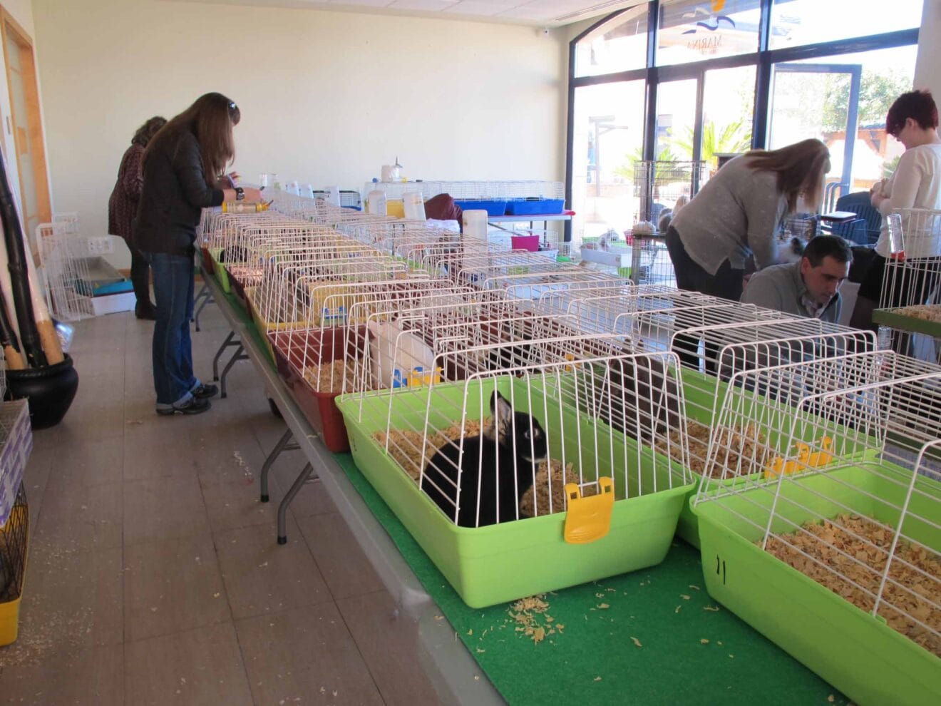 Conejos y cobayas participantes en el I Concurso Nacional de Conejos y Cobayas organizado en Dénia