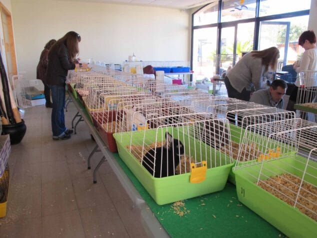Conejos y cobayas participantes en el I Concurso Nacional de Conejos y Cobayas organizado en Dénia