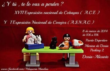 Exposción de Conejos y Cobayas este sábado en Dénia